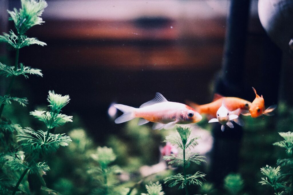The Best Pet Fish for Your Lifestyle