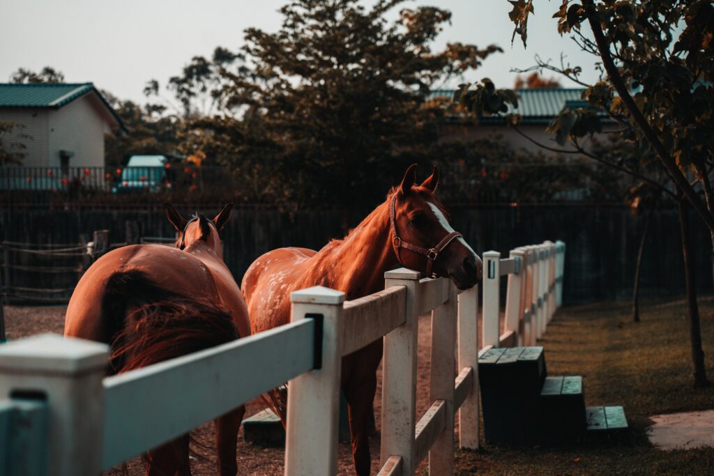 What to Look for in a Horse Boarding Facility (And Training)
