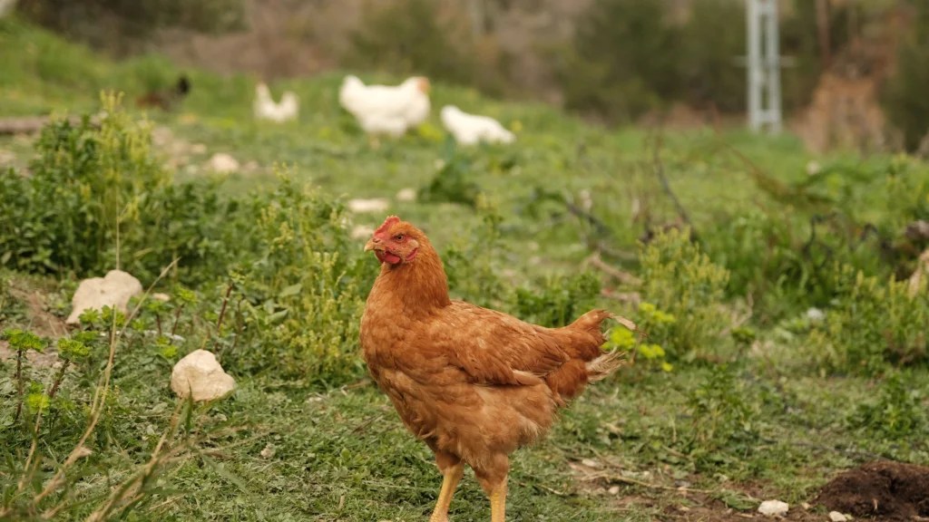 How to Check Backyard Chickens for Early Signs of Illness: 2026 Guide