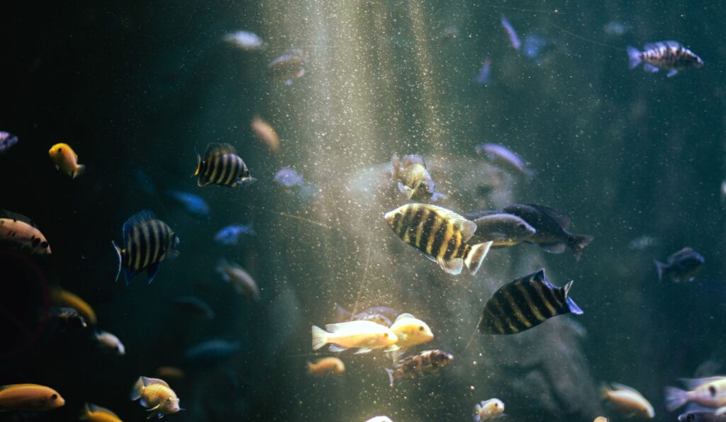 How Often Should You Feed Aquarium Fish? The Clean Tank Guide