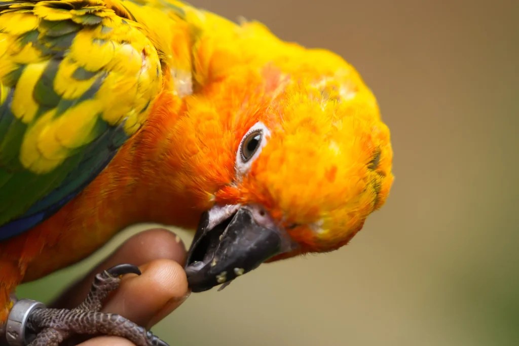 How to Groom a Pet Bird at Home Safely: 2026 Guide