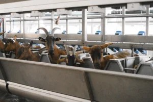How to Run a Goat Milking Machine on Solar Power: DIY Off-Grid Setup Guide (2026)