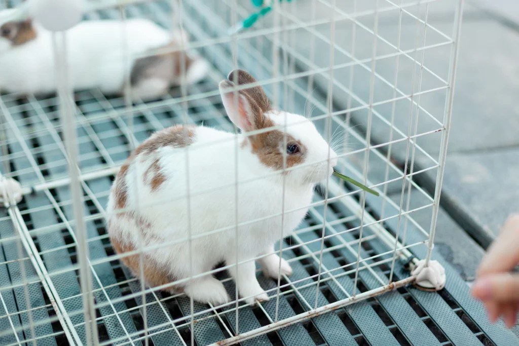 How to Build an Indoor Rabbit Cage Cheap: Easy DIY Setup and Safety Checklist