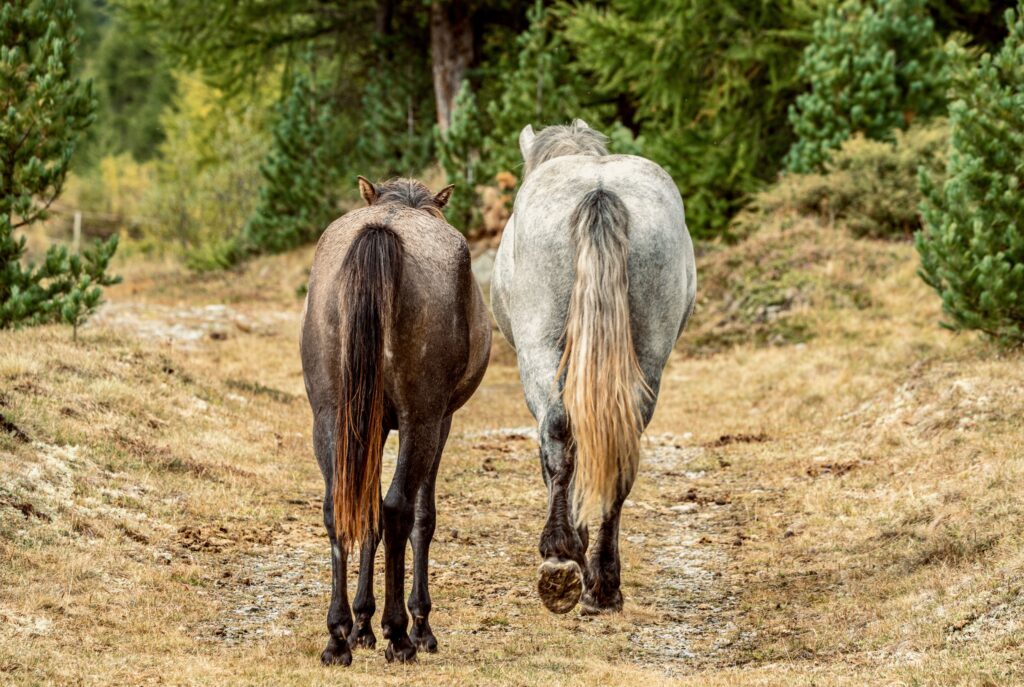 How to Stop a Horse From Rubbing Its Tail and Boost Growth
