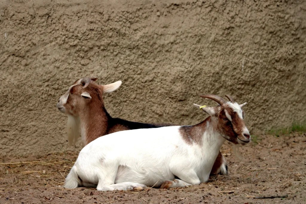How to Run a Goat Milking Machine on Solar Power: DIY Off-Grid Setup Guide (2026)
