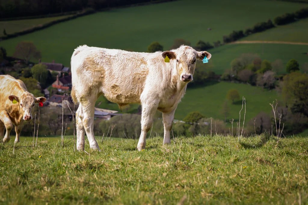 Holistic Pet Cow Care for Beginners: Natural Health, Feeding and Welfare Guide (2026)