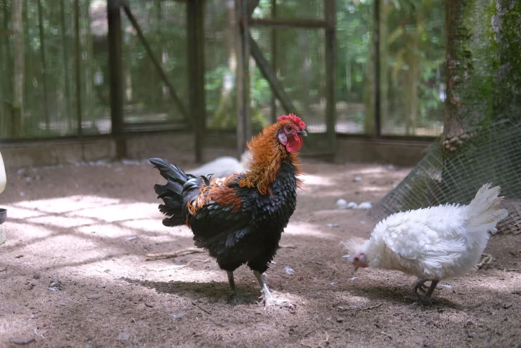 How to Build a Predator-Proof Chicken Coop (Step-by-Step)