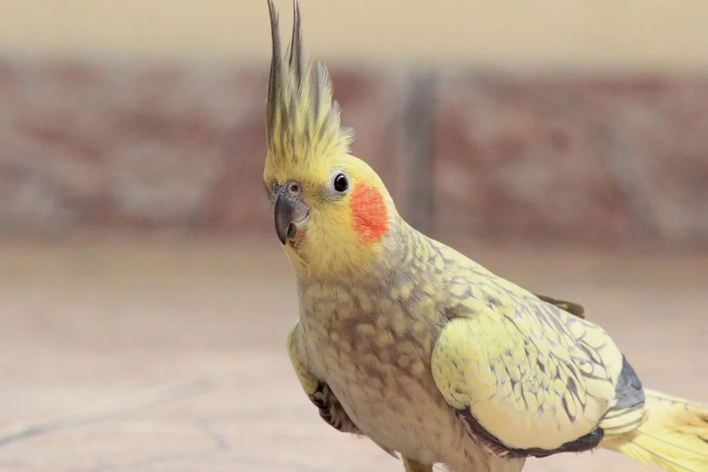 Easiest Pet Birds for Beginners to Keep at Home: A Complete Guide