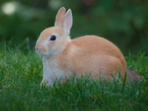 How to Make Healthy Homemade Treats for Rabbits: Easy Recipes and Safety Guide (2026)
