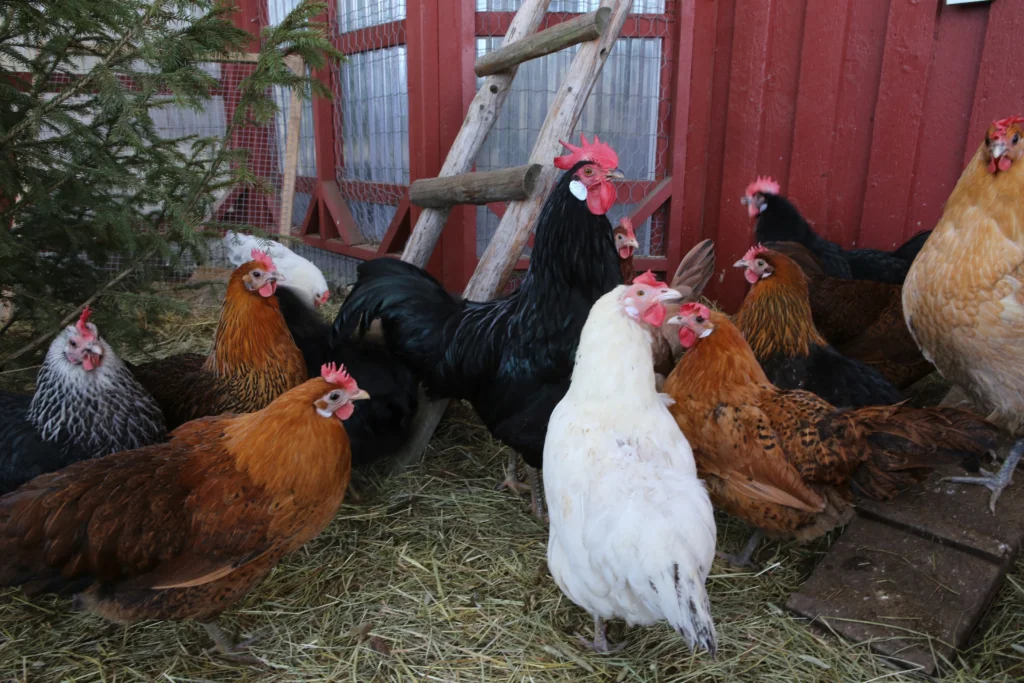 How to Build a Predator-Proof Chicken Coop (Step-by-Step)