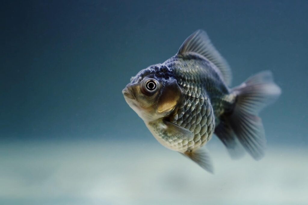How to Keep Your Pet Fish Healthy and Happy