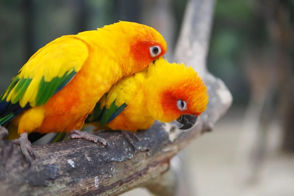 Easiest Pet Birds for Beginners to Keep at Home: A Complete Guide