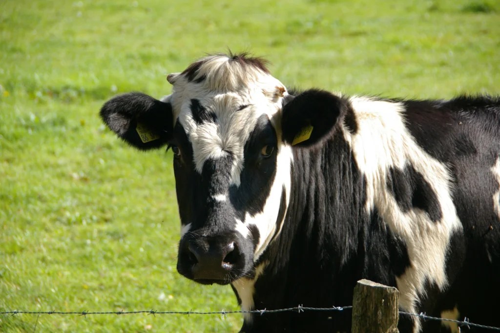Holistic Pet Cow Care for Beginners: Natural Health, Feeding and Welfare Guide (2026)