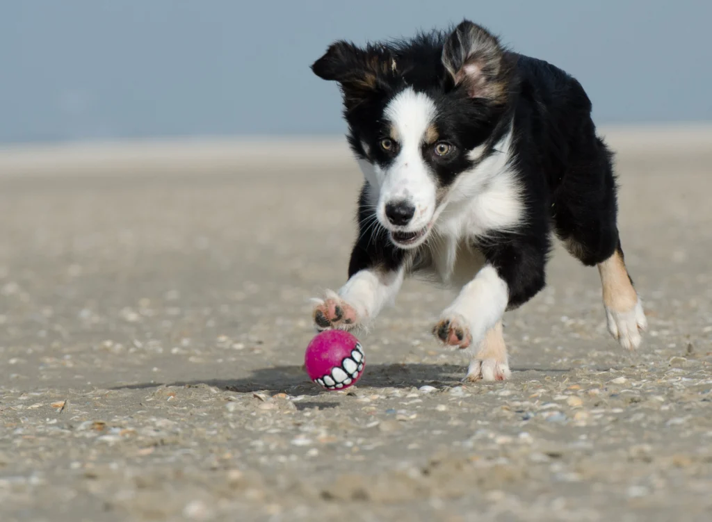 Interactive Brain Games for Dogs: That Actually Work
