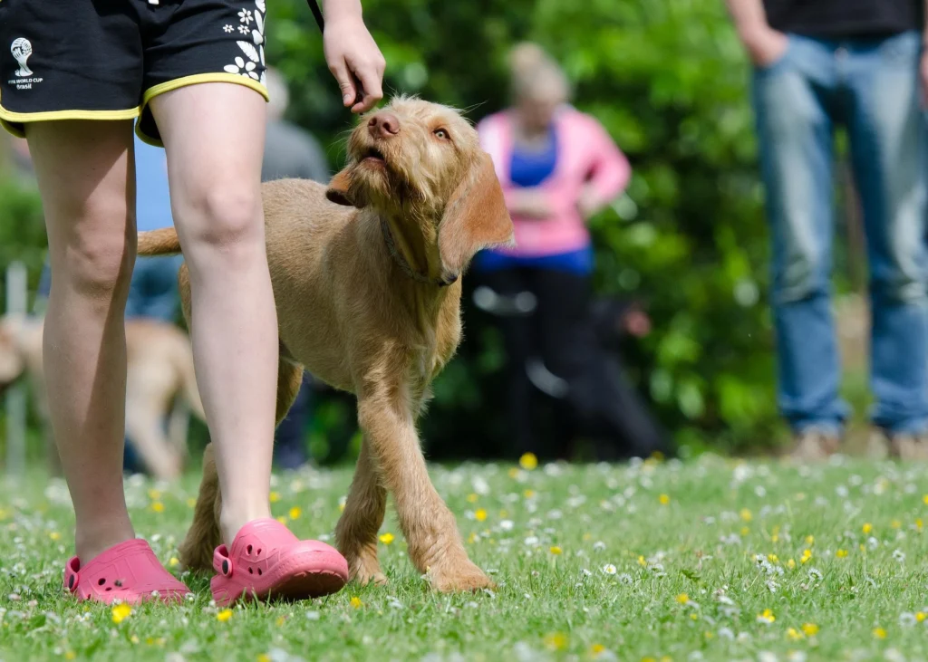What Is Clicker Training, and Why Does It Actually Work?