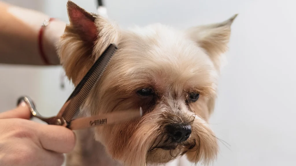 Professional Dog Grooming vs. DIY: Which is Best for Your Dog?