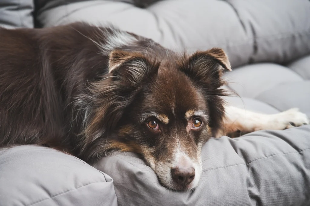 Dog Relaxation Techniques: Creating Zen Spaces for You and Your Dog
