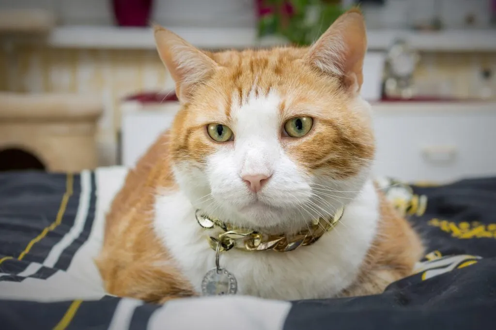 Stylish Cat Accessories: The Complete Guide for Modern Cat Owners