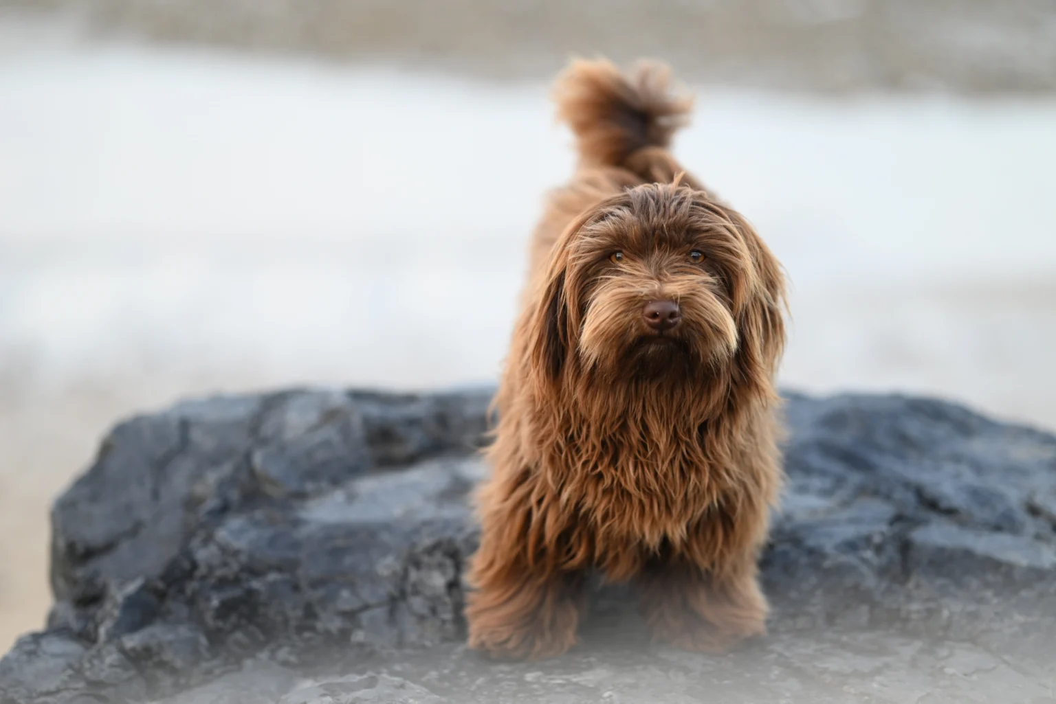 Non Toxic Cleaning Products for Dogs: The Complete Dog-Safe Home Cleaning Guide Non Toxic Cleaning Products for Dogs: The Complete Dog-Safe Home Cleaning Guide