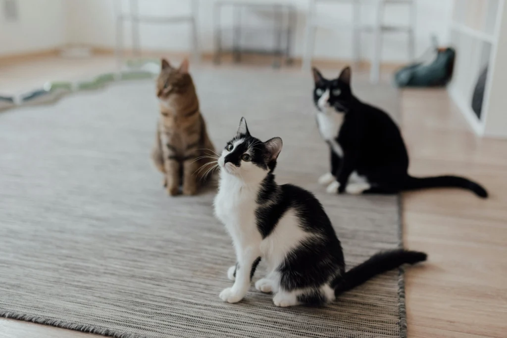 Cat Friendly Events: Your Complete 2026 Guide to Expos, Shows, and Feline Festivals