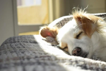 Dog Relaxation Techniques: Creating Zen Spaces for You and Your Dog Dog Relaxation Techniques: Creating Zen Spaces for You and Your Dog