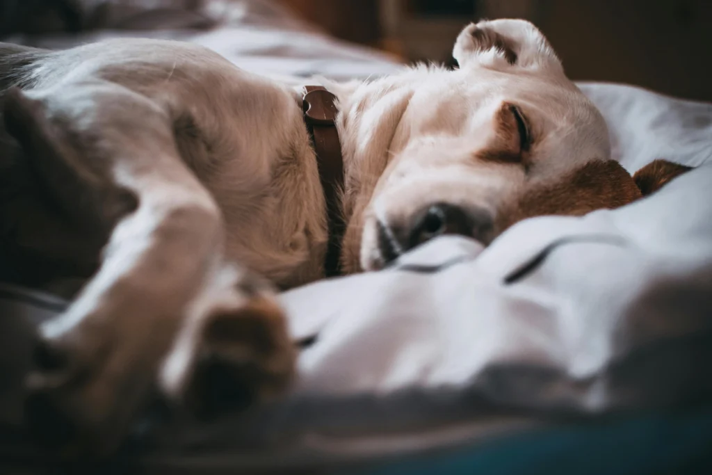 Dog Relaxation Techniques: Creating Zen Spaces for You and Your Dog