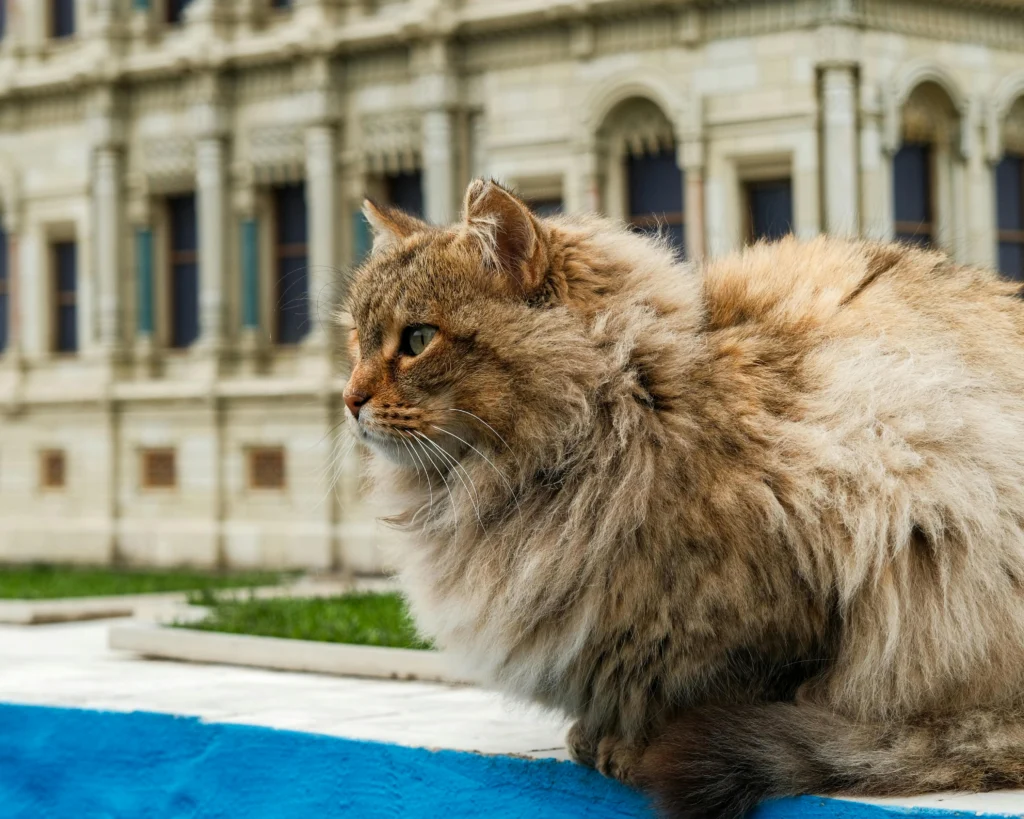 Cat Friendly Events: Your Complete 2026 Guide to Expos, Shows, and Feline Festivals