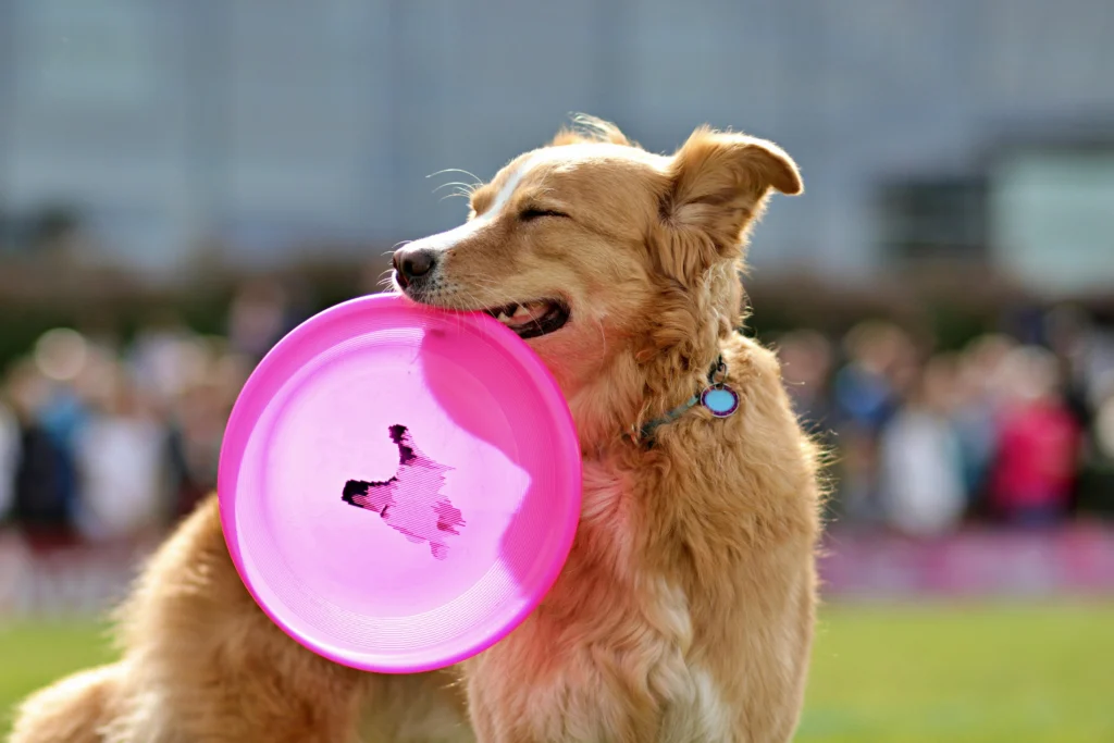 Interactive Brain Games for Dogs: That Actually Work