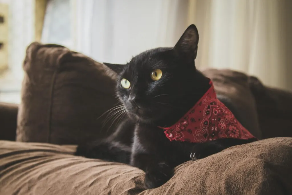 Stylish Cat Accessories: The Complete Guide for Modern Cat Owners