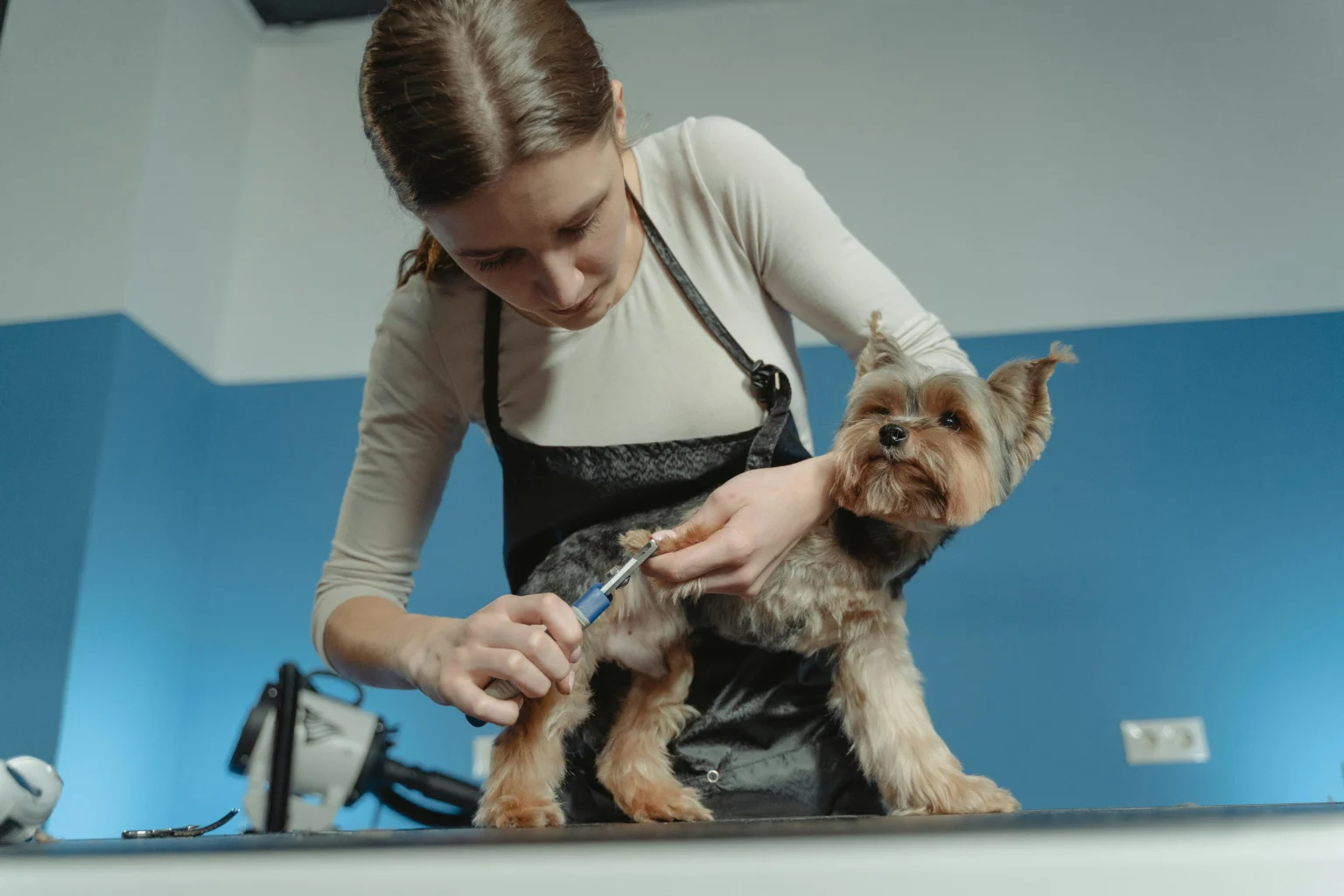 Professional Dog Grooming vs. DIY: Which is Best for Your Dog? Professional Dog Grooming vs. DIY: Which is Best for Your Dog?