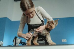 Professional Dog Grooming vs. DIY: Which is Best for Your Dog?