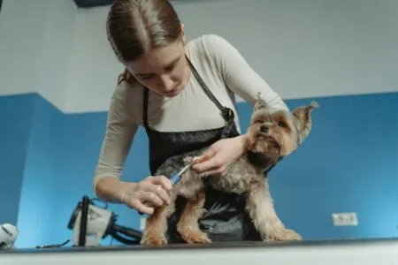 Professional Dog Grooming vs. DIY: Which is Best for Your Dog?