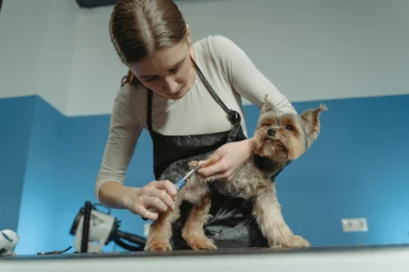 Professional Dog Grooming vs. DIY: Which is Best for Your Dog? Professional Dog Grooming vs. DIY: Which is Best for Your Dog?