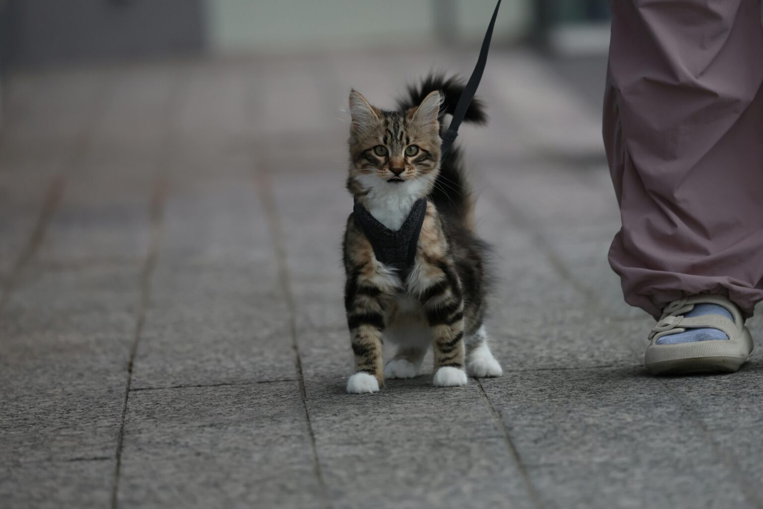 Cat Friendly Events: Your Complete 2026 Guide to Expos, Shows, and Feline Festivals