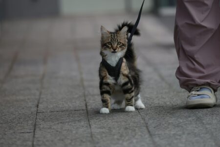 Cat Friendly Events: Your Complete 2026 Guide to Expos, Shows, and Feline Festivals