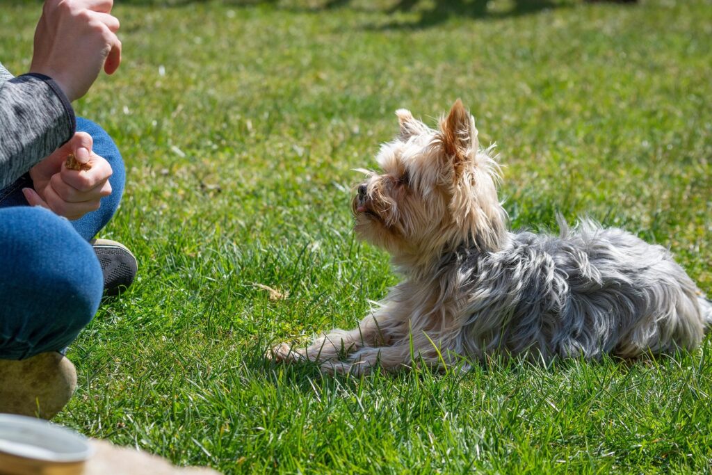 What Is Clicker Training, and Why Does It Actually Work?