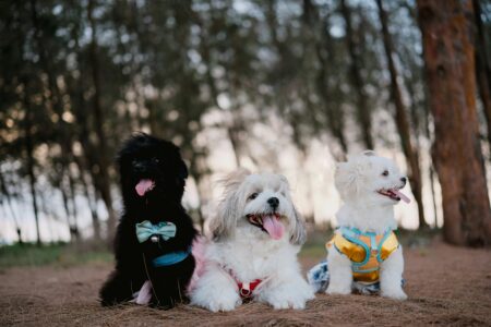 Pet Age Calculator: How Old Is Your Dog or Cat in Human Years? (AVMA + DNA Method) Pet Age Calculator