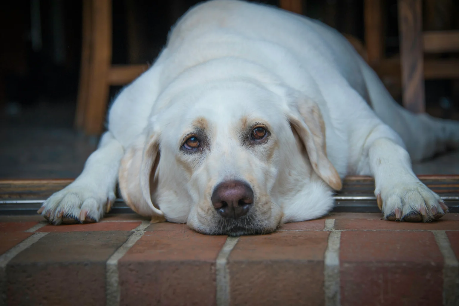 Pet Nutrition Calculator: Daily Calories and Macros Pet Nutrition Calculator