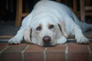 Pet Nutrition Calculator: Daily Calories and Macros Pet Nutrition Calculator