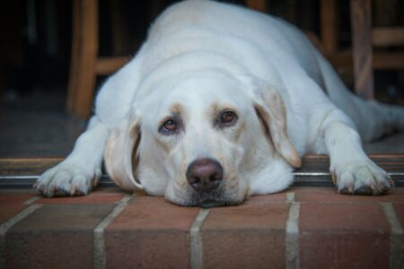 Pet Nutrition Calculator: Daily Calories and Macros Pet Nutrition Calculator
