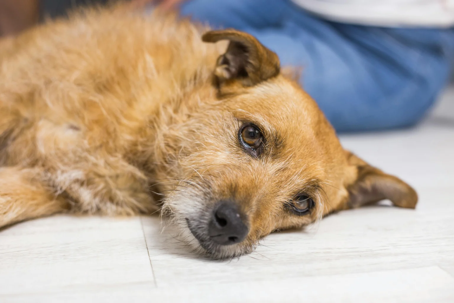 Pet Toxicity Calculator: Instant Dog & Cat Poison Risk Estimator Pet Toxicity Calculator