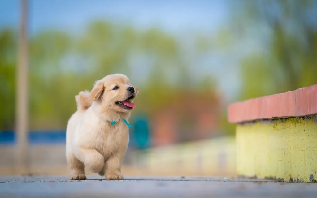 The Puppy Growth Calculator That Predicts Your Dog’s Adult Size Puppy Growth Calculator