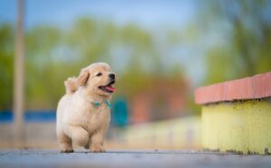 Puppy Growth Calculator
