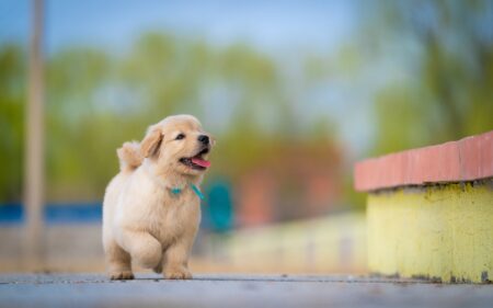 The Puppy Growth Calculator That Predicts Your Dog’s Adult Size Puppy Growth Calculator
