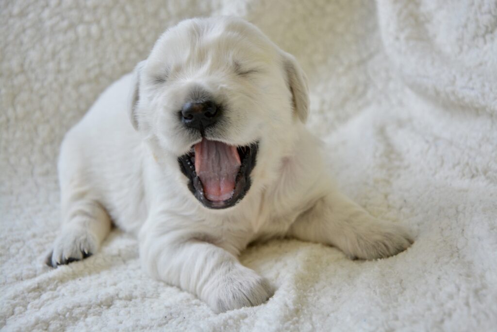 Puppy Growth Calculator