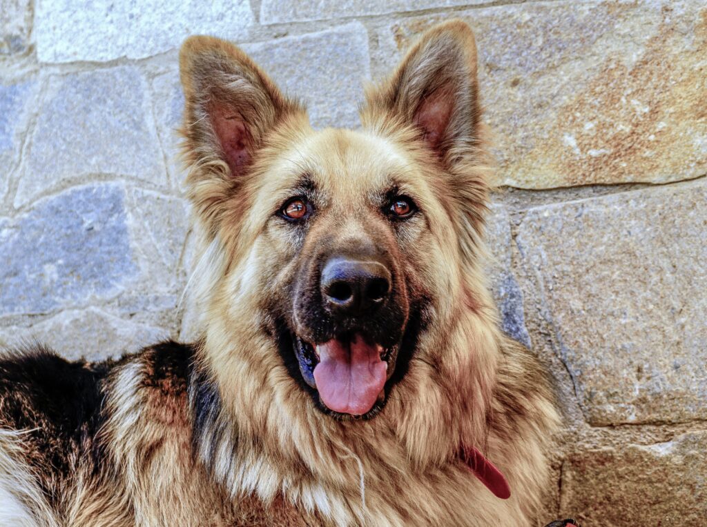 How to Calm a Male Dog When a Female Is in Heat: The Complete Guide