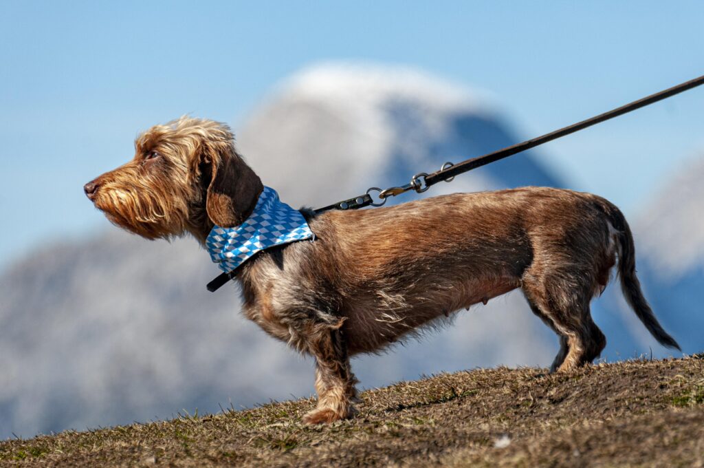 Types of Dog Leashes: The Complete 2026 Guide From Training to Trail