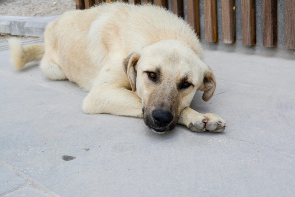 How to Calm a Male Dog When a Female Is in Heat: The Complete Guide