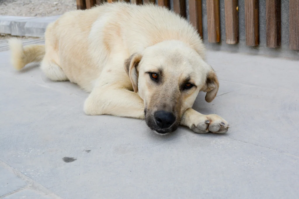 How to Calm a Male Dog When a Female Is in Heat: The Complete Guide