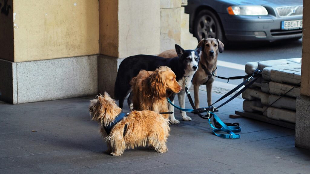 Types of Dog Leashes: The Complete 2026 Guide From Training to Trail